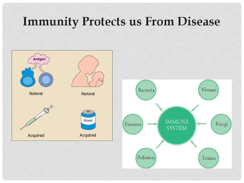 Immunity Protects us From Disease